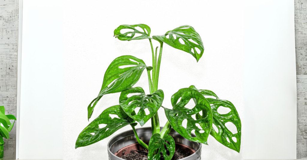 Como usar a Monstera Adansonii na decoração?