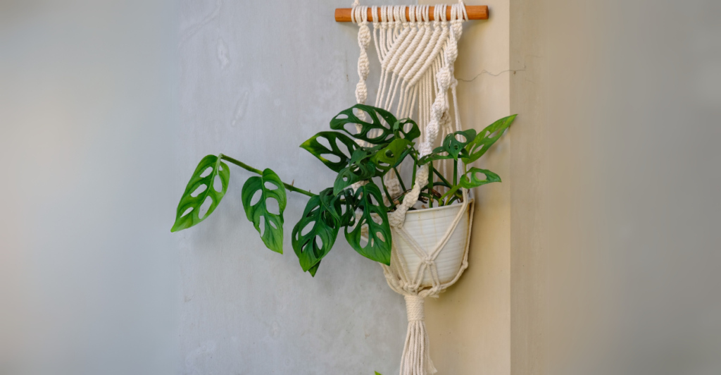 Propagação: Como fazer mudas de Monstera Adansonii?