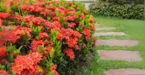 9 Plantas Incríveis para Cerca-Viva que Vão Transformar o Visual do seu Jardim