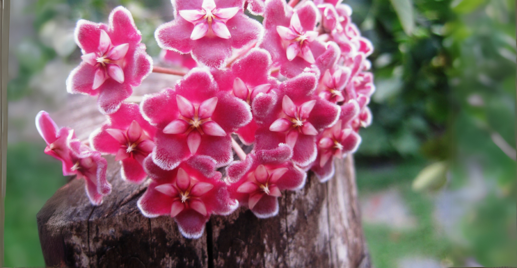 Como cultivar a flor-de-cera em casa