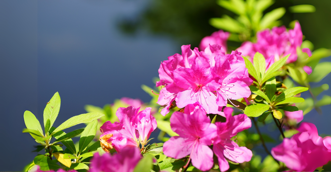Azaleia: descubra como cultivar, cuidar e decorar com essa flor encantadora