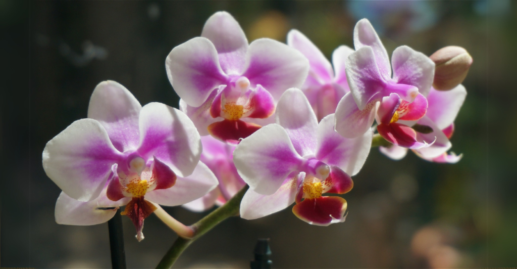 Orquídea Phalaenopsis: Elegância que Floresce por Semanas