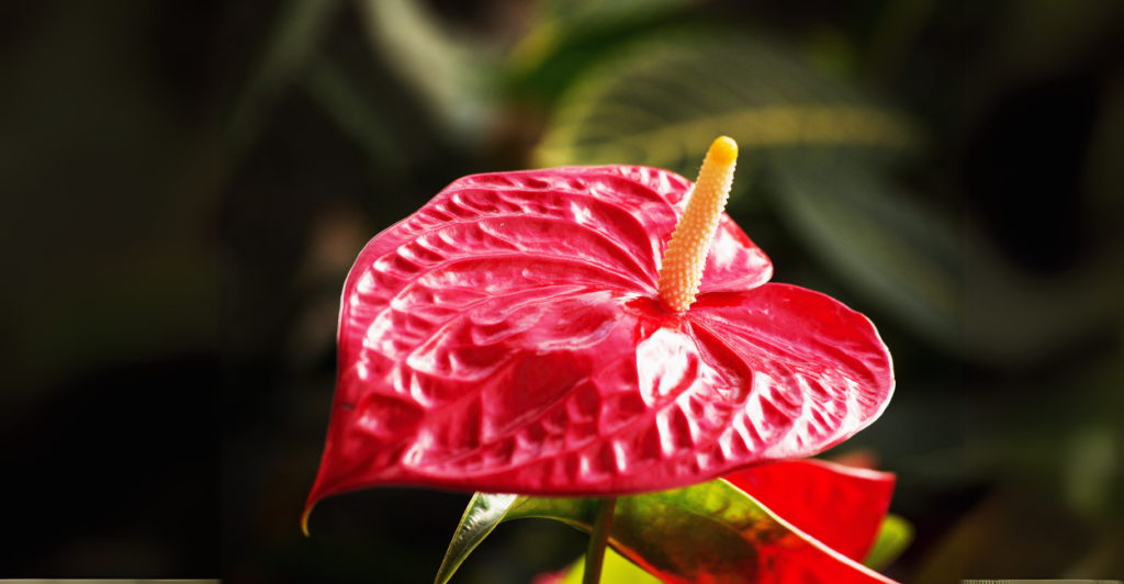 Antúrio (Anthurium andraeanum): Sofisticação com Flores Enceradas