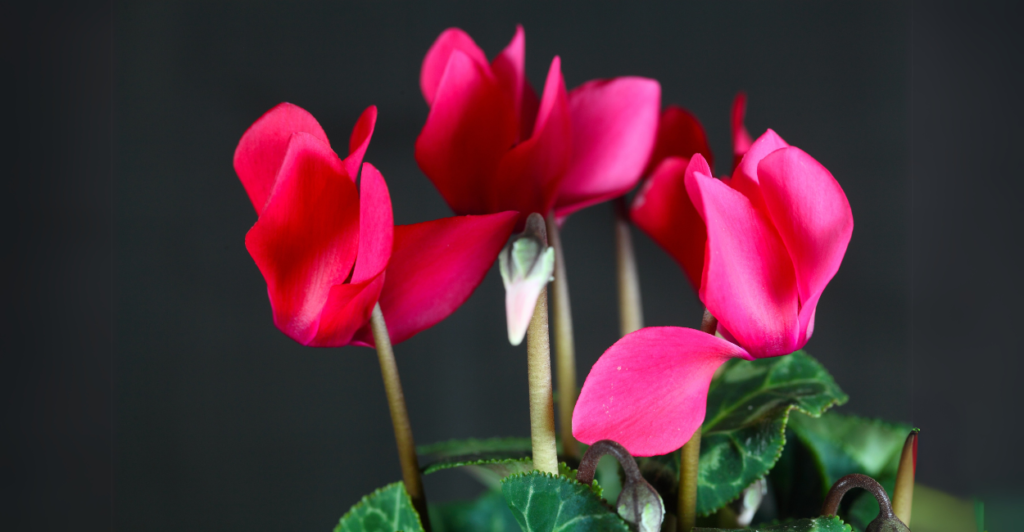 Cíclame (Cyclamen persicum): Delicadeza Invertida no Inverno