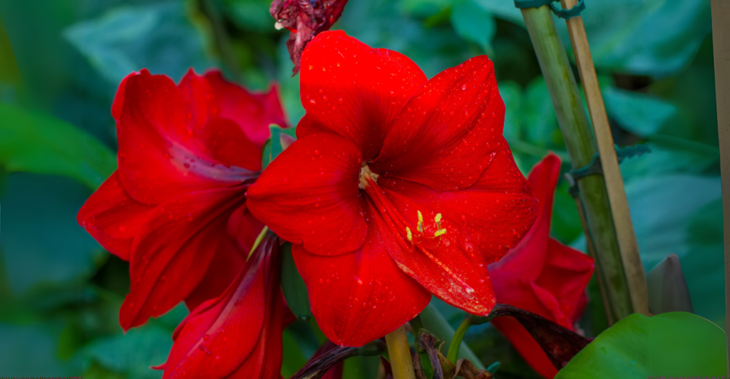 Amarílis (Hippeastrum): A Majestade das Flores de Bulbo