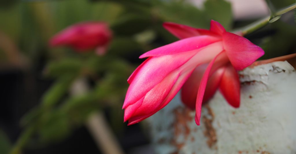  Flor-de-maio / Cacto-de-natal (Schlumbergera truncata): Cascata Colorida nas Festas