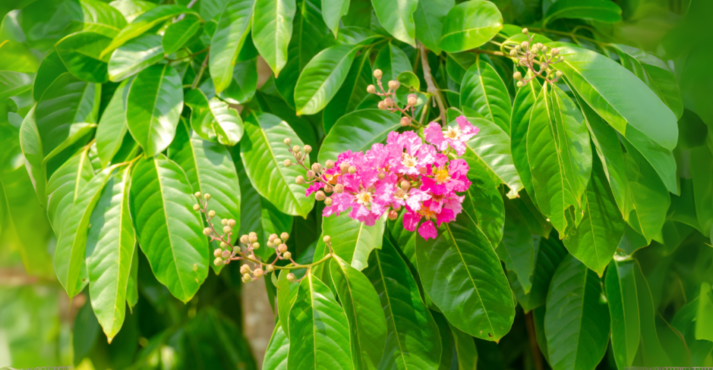 Gloxínia (Sinningia speciosa): Veludo e Cores Intensas