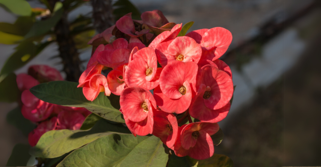 Coroa-de-cristo (Euphorbia milii): Resistência com Flores Delicadas