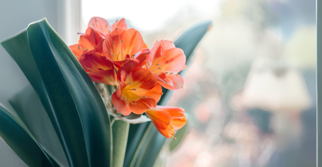 Clívia (Clivia miniata): Elegância Laranja na Primavera