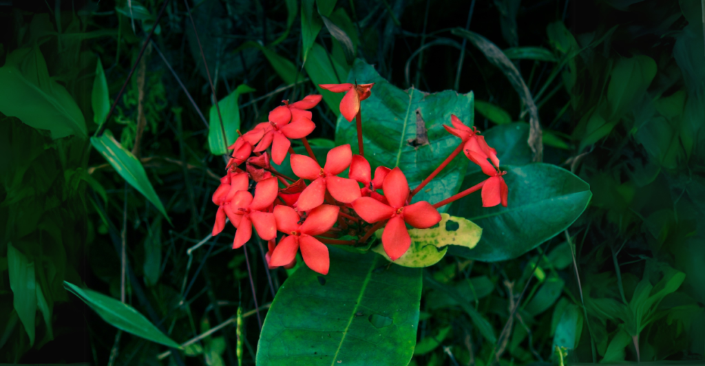 Ixora (Ixora coccinea): Fogo Tropical em Cachos