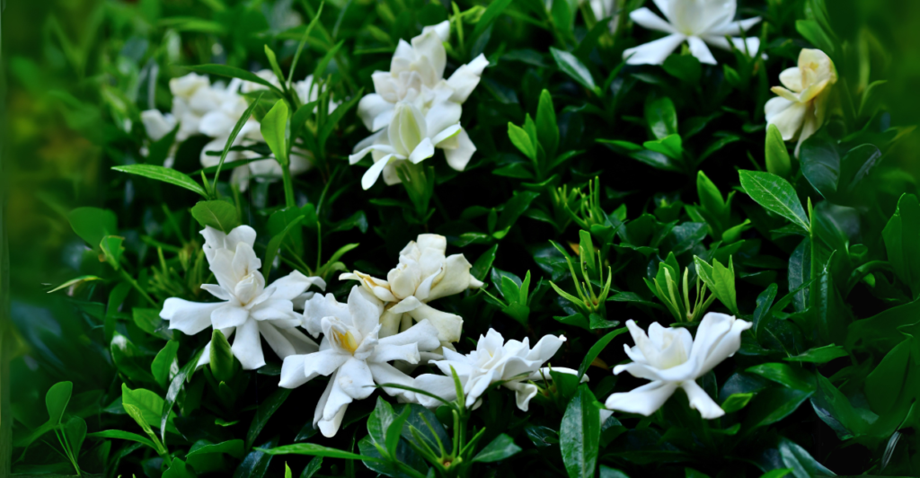 Gardênia (Gardenia jasminoides): Perfume Luxuoso e Desafiador