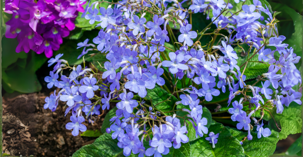 Streptocarpus (Streptocarpus spp.): Trombetas Coloridas e Floríferas