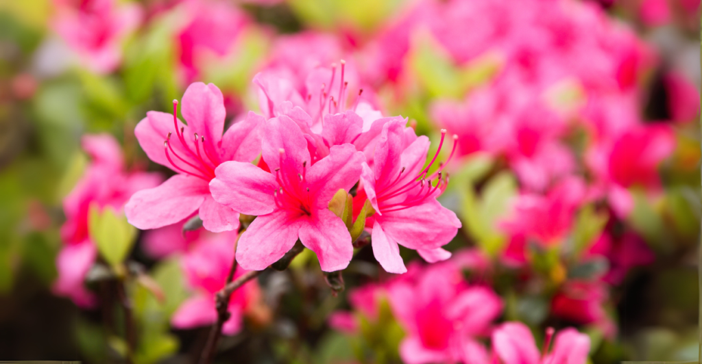 Como preparar o solo perfeito para azaleia florir várias vezes