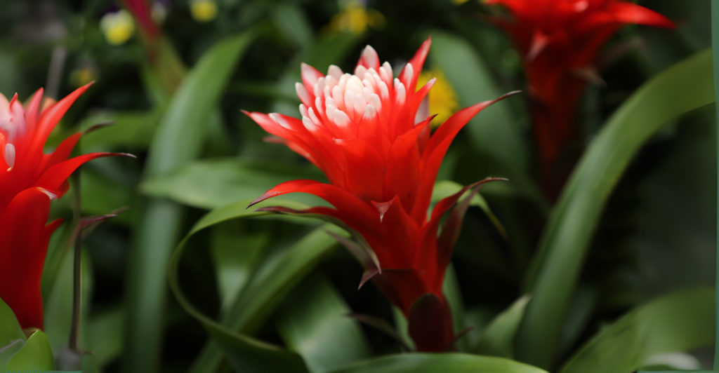 Bromélia (Bromeliaceae): Exotismo e Cores Tropicais