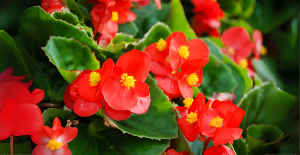 Begônia (Begonia spp.): Versatilidade e Beleza Ornamental