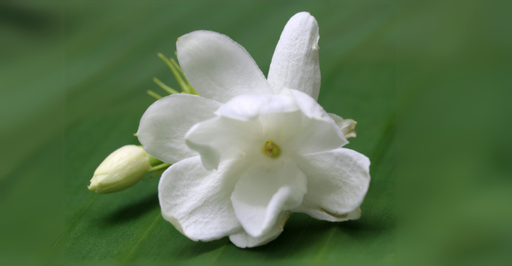 Jasmim (Jasminum): Perfume Doce que Encanta