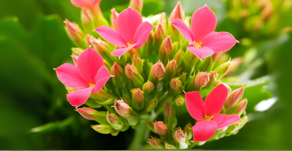 Kalanchoe (Kalanchoe blossfeldiana): Flores Duradouras e Pouca Manutenção