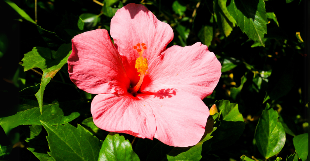 Hibisco (Hibiscus rosa-sinensis): O Toque Tropical Exuberante