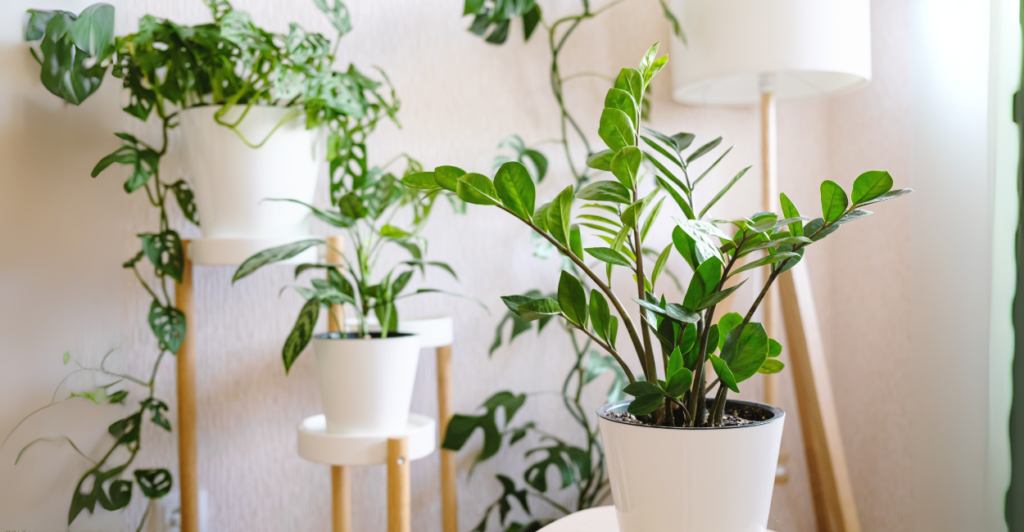 Zamioculcas (Zamioculcas zamiifolia): A Jóia da Tolerância
