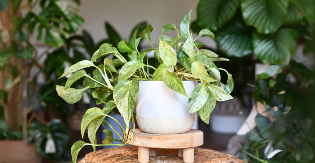Jiboia (Epipremnum aureum): A Cascata Versátil