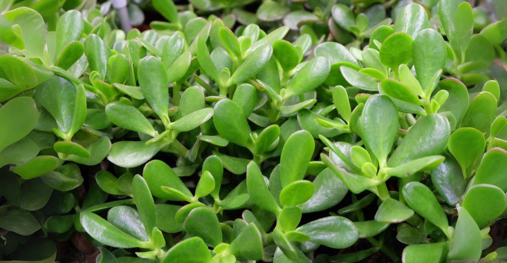 Planta Jade (Crassula ovata): A Suculenta da Sorte e Prosperidade