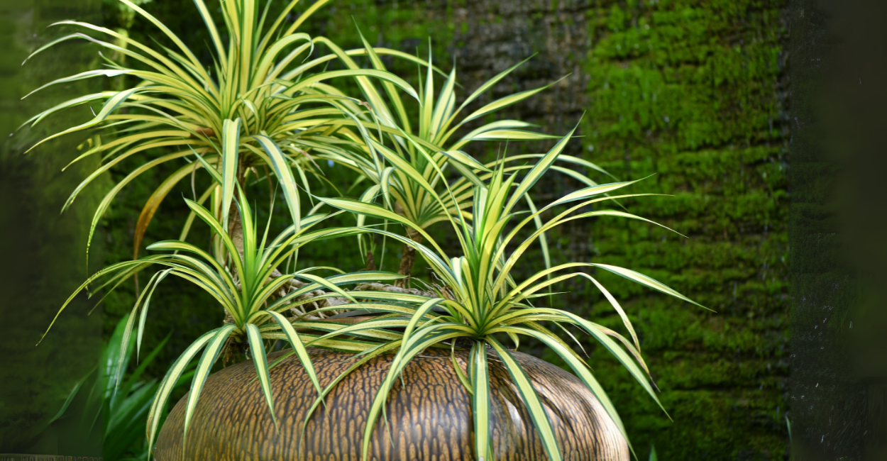 14 Plantas Quase Imortais: As Espécies de Baixa Manutenção Perfeitas Para Sua Casa
