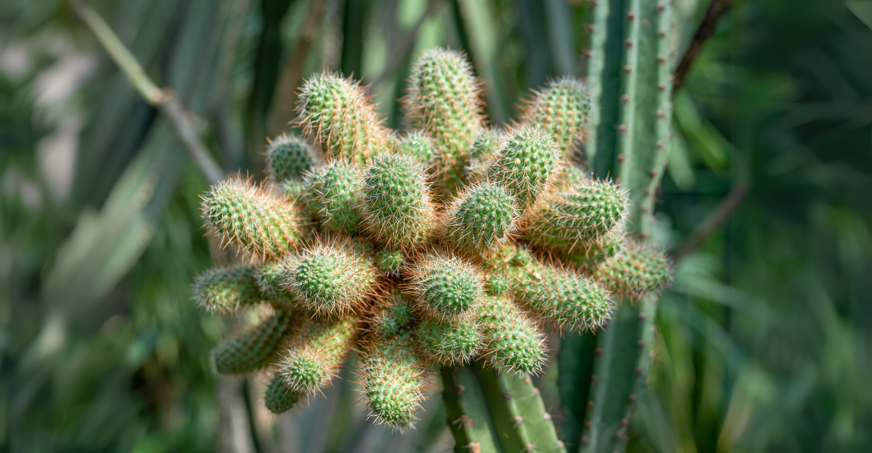 Cacto Mandacaru (Cereus jamacaru): A Escultura do Sertão