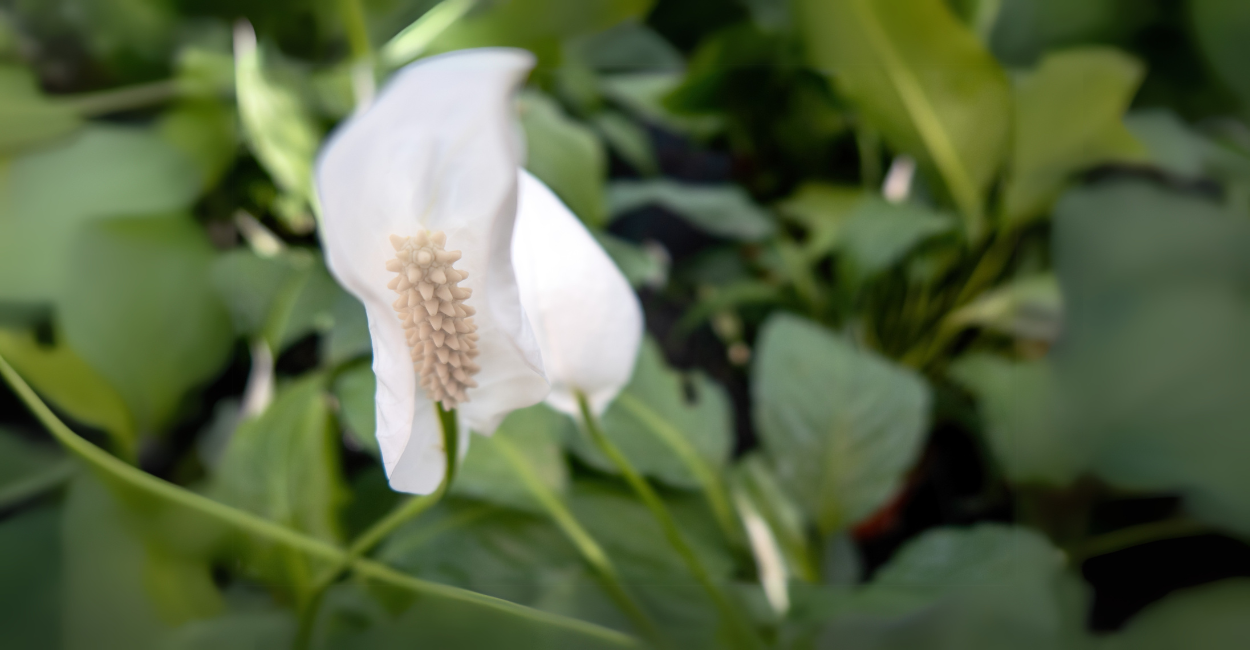 Lírio-da-Paz (Spathiphyllum wallisii): Elegância que Purifica o Ar
