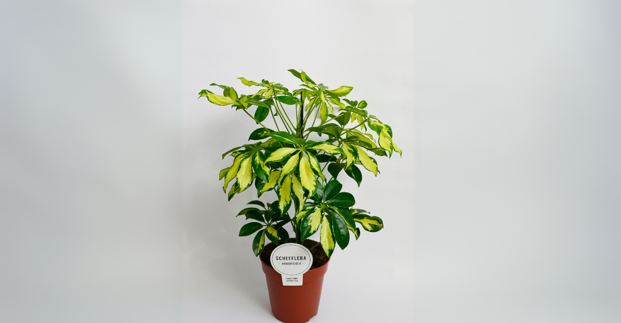 Schefflera (Planta-Guarda-Chuva): Guia Completo de Cuidados para Iniciantes e Apaixonados por Plantas