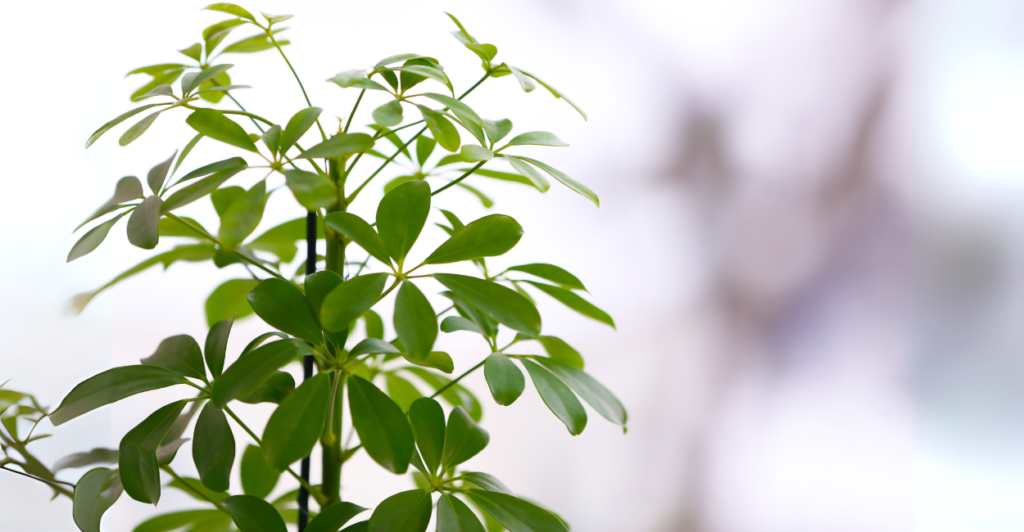 Rega e Umidade: Recriando o Ambiente Tropical da Schefflera