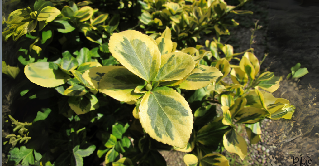 Como Propagar sua Schefflera Facilmente: Multiplique sua Beleza!