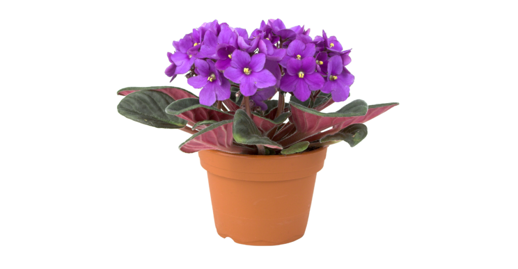 Flores perfeitas para vasos