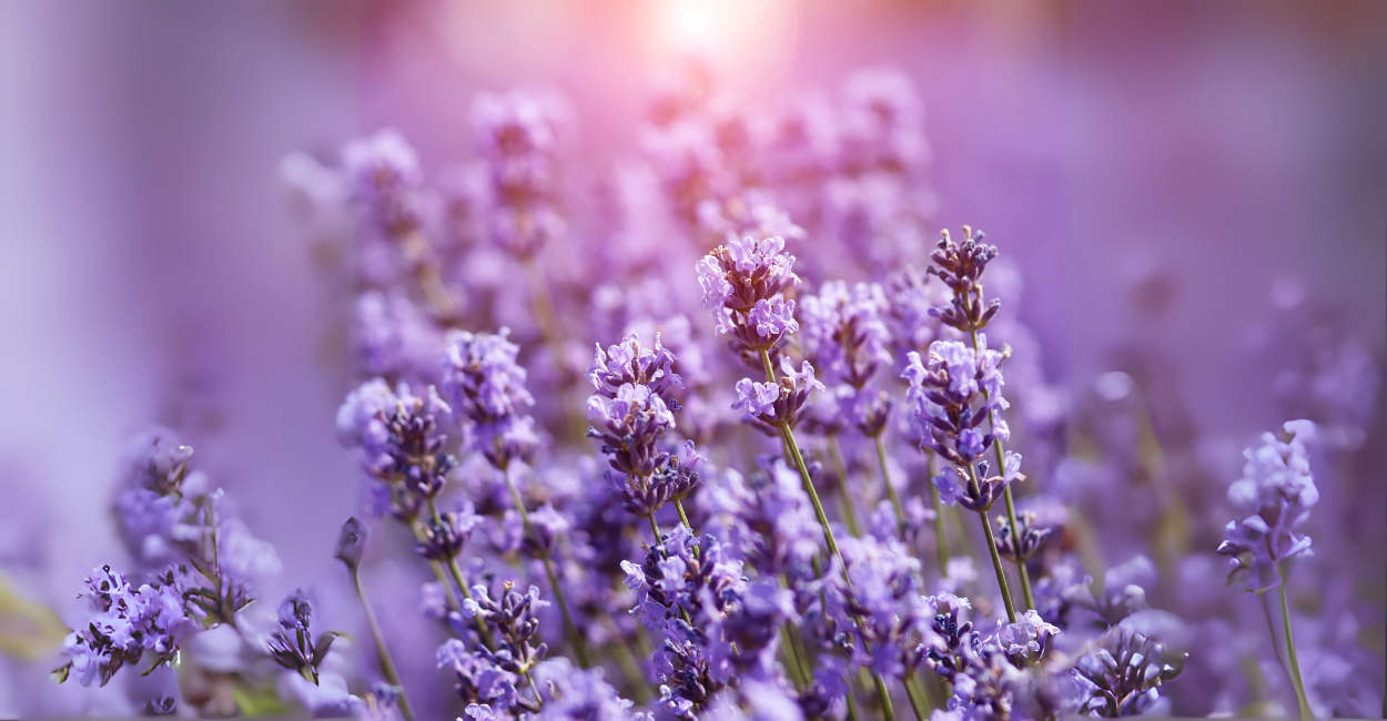 8 Segredos Infalíveis para Cultivar Lavanda Perfeita em Vasos