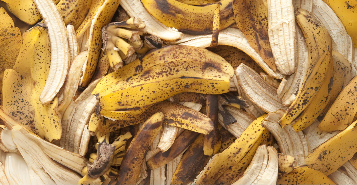 Casca de Banana nas Orquídeas? Técnica Caseira Surpreende e Multiplica a Floração