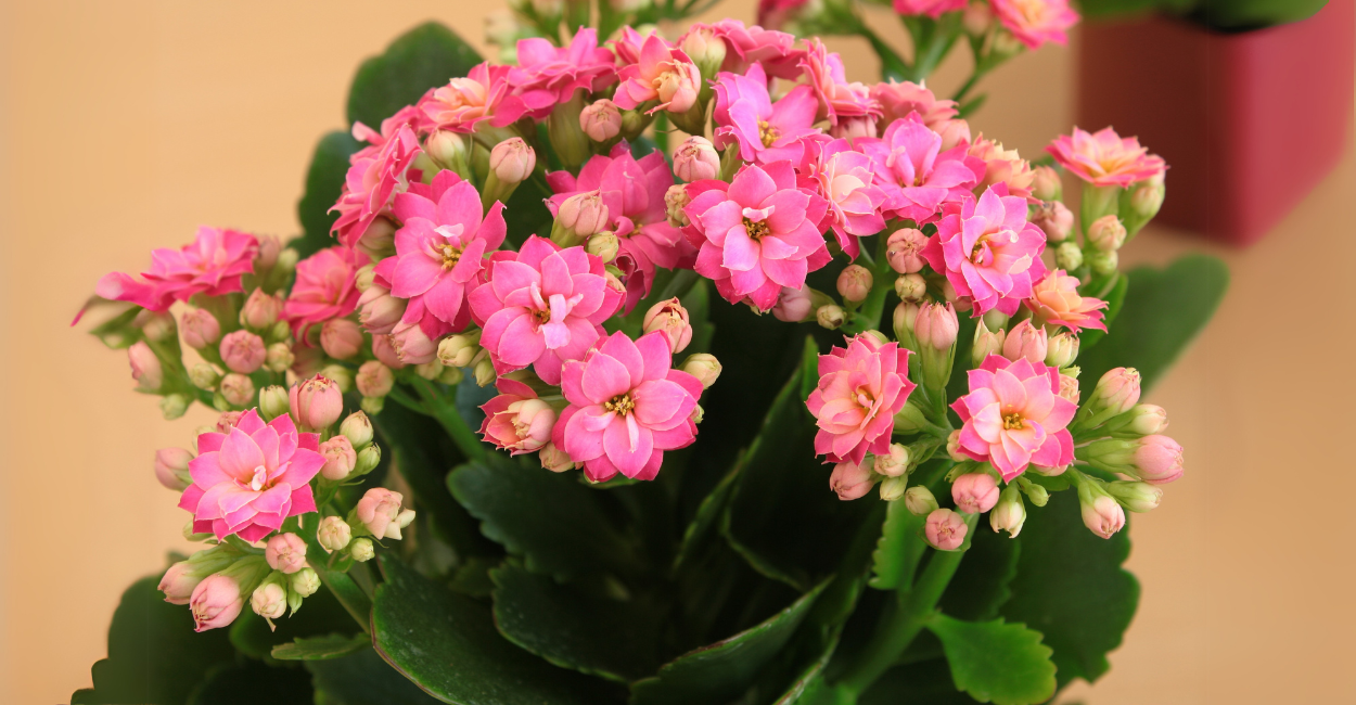 10 Flores Perfeitas para Vasos: Veja Quais Crescem com Pouca Luz e Pouca Água