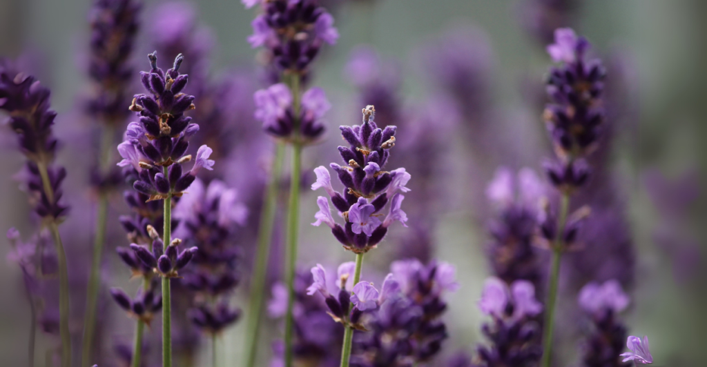 Entenda como cultivar lavanda em vasos