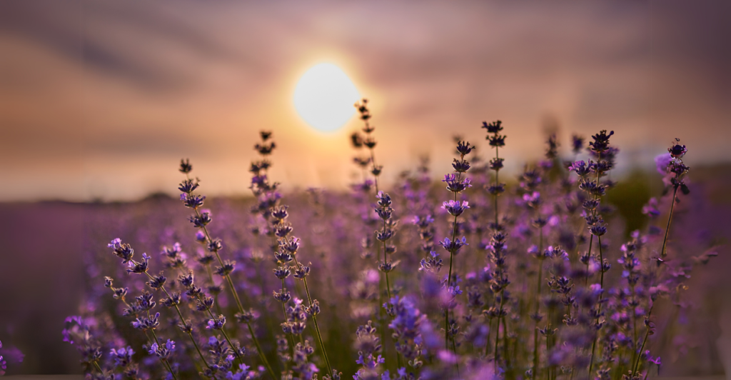Lavando em vasos? Saiba como perfumar sua casa e deixar sua lavanda vibrante