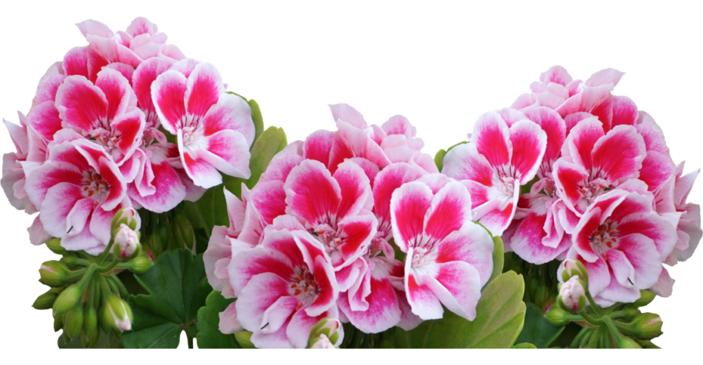 Flores incríveis para apartamento e vasos!