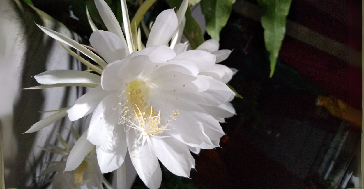 Flor-da-Meia-Noite: O Segredo Para Cultivar a Planta Que Floresce Apenas Uma Noite no Ano