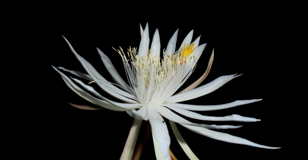 Como Plantar a Flor-da-Meia-Noite em Vasos