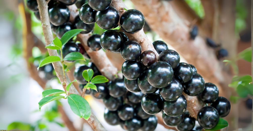 Por que cultivar jabuticaba em casa?