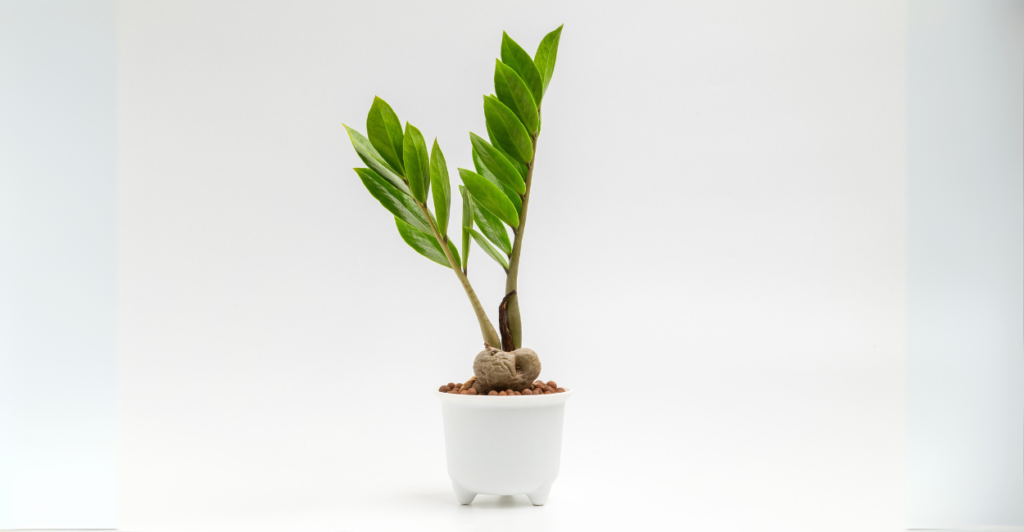 Zamioculca: Elegância e Pouca Manutenção