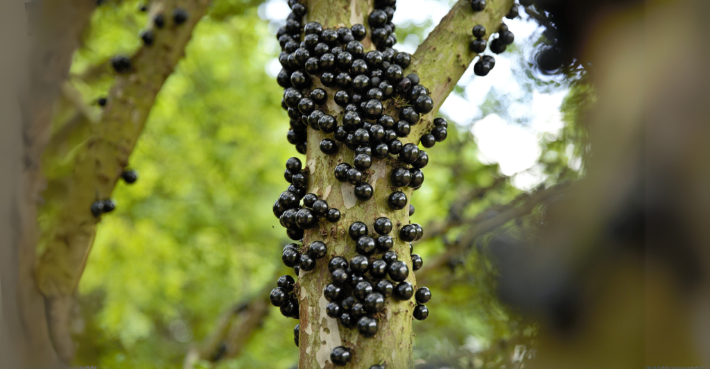 Quanto tempo leva para jabuticabeira dar frutos?