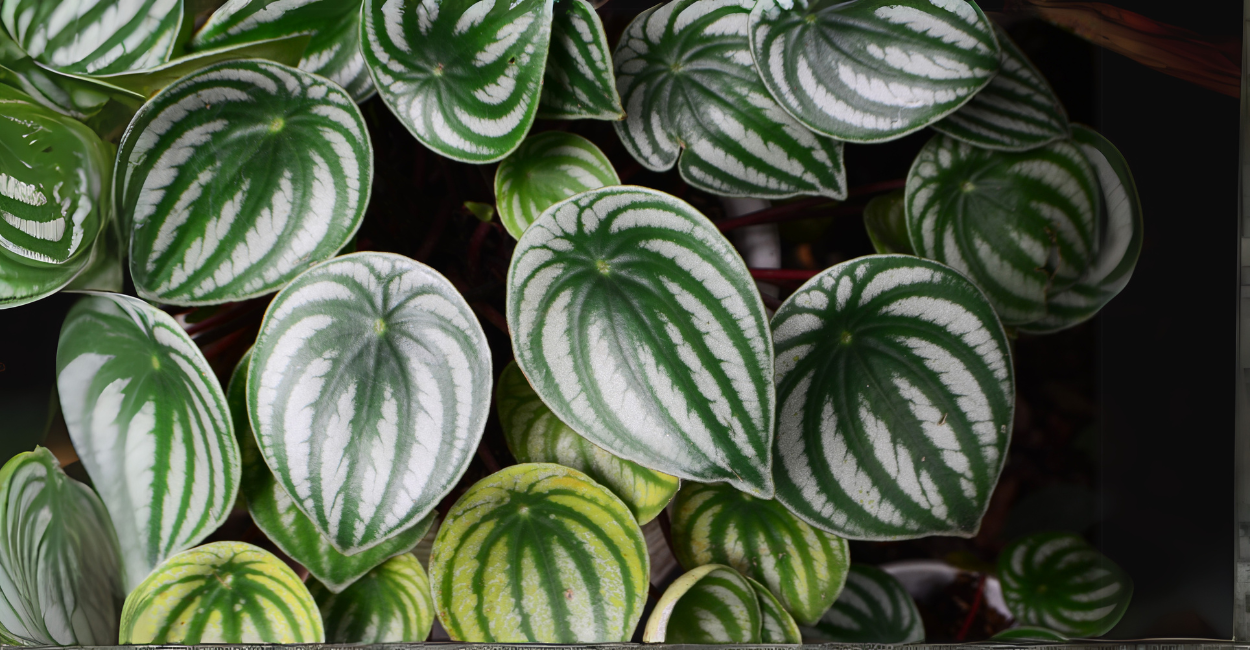 7 Plantas Que Sobrevivem (e se Destacam) em Apartamentos Sem Luz Natural